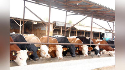 'O`zbekistonda chorvachilik bilan shug`ullanuvchi aholi soni 2026 yilda 6,5 mln.nafarni tashkil etadi'ning rasmi