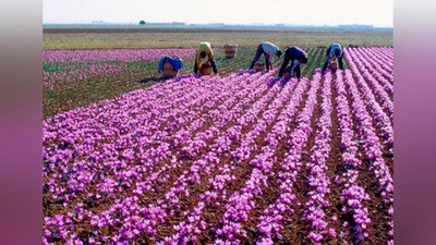 'Yurtimizda za`faron plantasiyalari tashkil etildi'ning rasmi