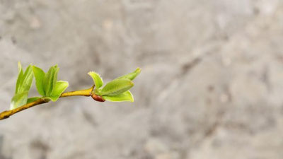 'Бугун қандай об-ҳаво кузатилади?'ning rasmi