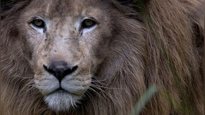 '​Yaponiyada sher odamlarga hujum qildi'ning rasmi