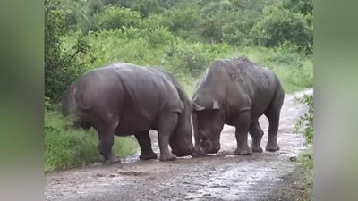 'Икки каркидоннинг жанги видеога олинди (Видео)'ning rasmi