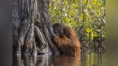 '“National Geographic”dan 5 ta fotodurdona (Foto)'ning rasmi