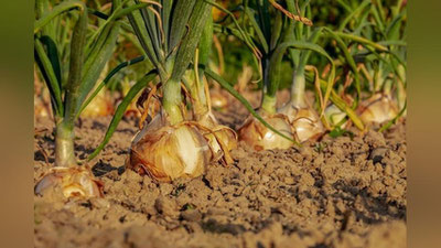 'O`zbekistonda piyoz narxi keskin tushdi'ning rasmi
