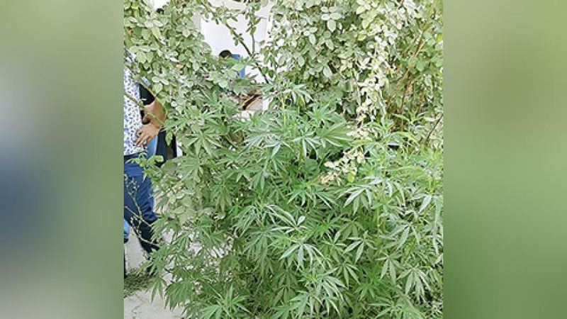 '​“QO`ShNINING EKINLARI ZARAR ETKAZYaPTI, KIMGA MUROJAAT QILAY?”'ning rasmi