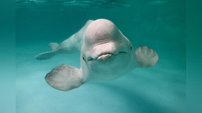 'Oq kit telefonni suv ostidan olib chiqdi (Video) 'ning rasmi