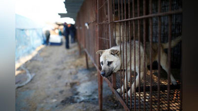 'Корейслар Олимпиада меҳмонларини ит гўштидан тайёрланган таомлар билан сийлашмоқда'ning rasmi