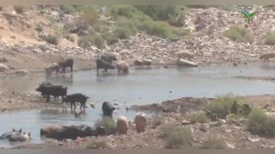 'Samarqanddagi chiqindixonalarda noqonuniy cho`chqalar boqilishi aniqlandi (video)'ning rasmi