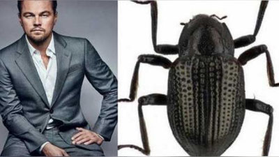 'Yangi qo`ng`iz turi Gollivudning eng mashhur aktyori sharafiga nomlandi (Foto)'ning rasmi