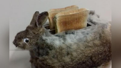 'Таксидермист ўлик қуённи тостерга айлантирди (Видео)'ning rasmi