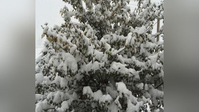 'O`zbekistonning ayrim hududlarida birinchi qor yog`di (foto+video)'ning rasmi