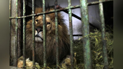 'Sher hayvonot bog`i xodimasini g`ajib tashladi'ning rasmi