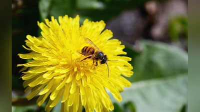 Изрображение 'Россельхознадзор запретил ввоз в Россию пчелопакетов из Узбекистана'