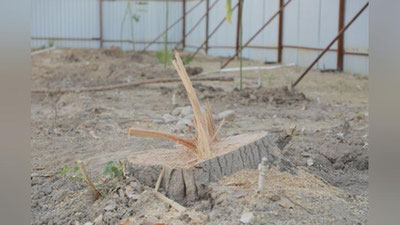 Изрображение 'В Мирзо-Улугбекском районе частная фирма вырубила 35 деревьев'