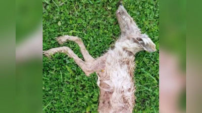 'Қашқадарёда «чупакабра»ни аҳоли таёқ билан уриб ўлдиргани айтилмоқда'ning rasmi