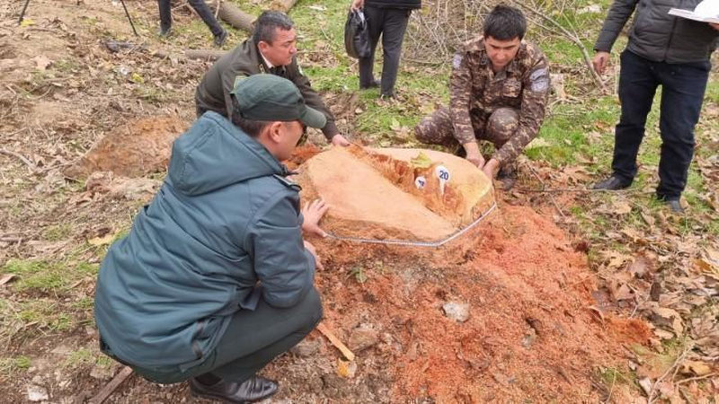 'Тошкентда 16 туп қимматбаҳо дарахтни кесганларга нисбатан жиноят иши қўзғатилди'ning rasmi
