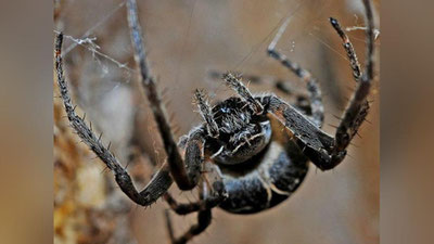 Изрображение 'Паук сплел паутину в ухе пенсионерки из Китая (видео)'