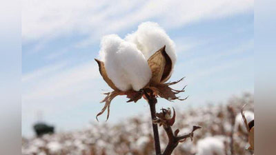 'QQS stavkasi o`zgardi: paxta narxi qanday hisoblanadi?'ning rasmi