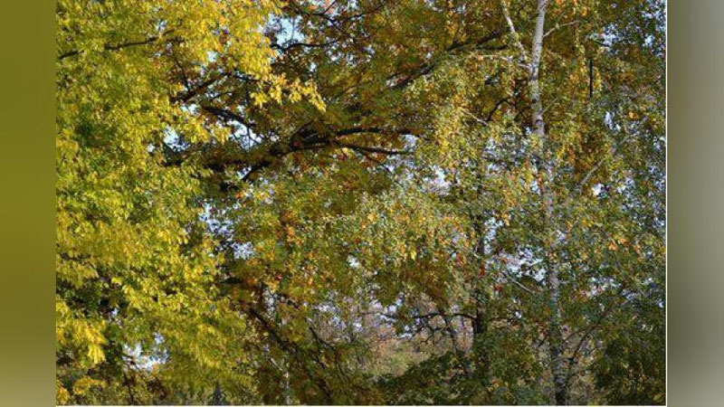 'Dam olish kunlaridagi ob-havo'ning rasmi