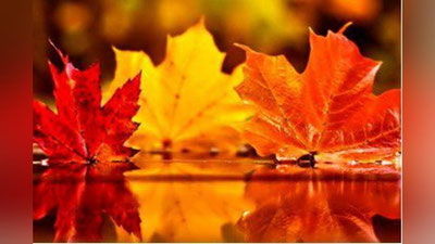 '11 noyabrga  ob-havo  ma`lumoti'ning rasmi