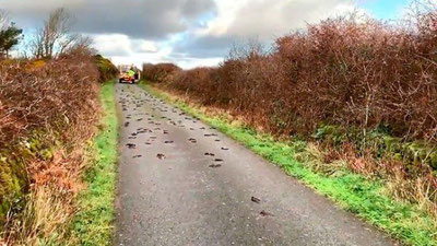 Изрображение 'Сотни птиц замертво упали с неба в Британии (видео)'
