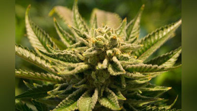 'Kannabis o`simligini etishtirgan fuqaro jinoiy javobgarlikka tortildi'ning rasmi