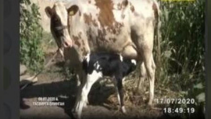 'Buloqboshidagi 100 dan ziyod kam ta`minlangan oilaga naslli qoramollar beg`araz tarqatildi(video)'ning rasmi