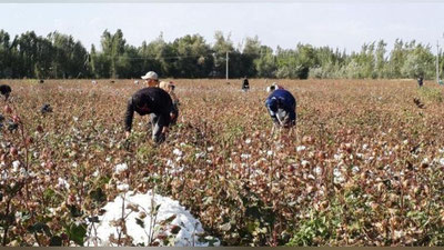 'Paxta mavsumida nechta mansabdor javobgarlikka tortildi?'ning rasmi