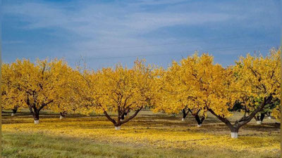 'Sinoptiklar kuzning oxirgi oyida ob-havo qanday bo`lishini ma`lum qilishdi'ning rasmi