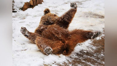 'Birinchi qor Toshkent hayvonot bog`i jonivorlarini so`zsiz xursand qildi (foto)'ning rasmi