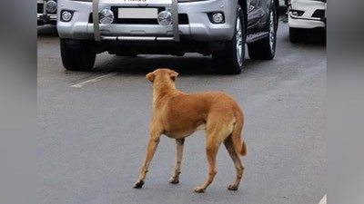'Navoiyda itni asrab qolmoqchi bo`lgan haydovchi halokatga uchradi'ning rasmi