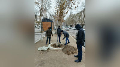 Изрображение 'На улице Гагарина в Ташкенте посадили около 100 саженцев (фото)'