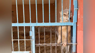 'Sovuqdan va ochlikdan o`layotganligi aytilgan Navoiydagi “Hayvonot bog`i”da saqlanayotgan yovvoyi hayvonlar “Toshkent hayvonot bog`i”ga yuborildi'ning rasmi