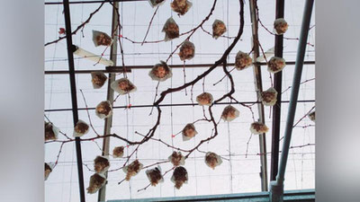 'Koronavirusga qarshi shifobaxsh suv, yil davomida topiladigan uzum va kambag`allari kam tuman. U qaerda?'ning rasmi