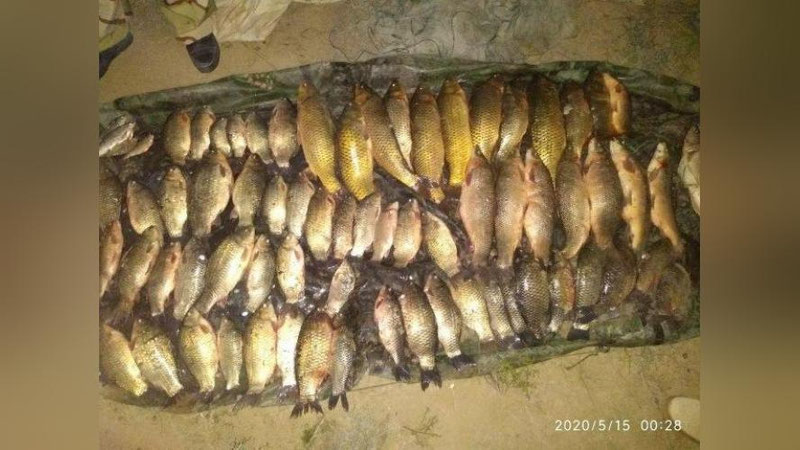 Изрображение 'В Бухарской области задержали браконьеров с рыбой, занесенной в Красную книгу'