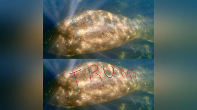Изрображение 'В реке во Флориде обнаружили ламантина с нацарапанной на спине надписью "Трамп" (видео)'