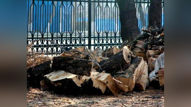 '2020 yilda 136 nafar mansabdor shaxs noqonuniy daraxt kesgani uchun jarimaga tortilgan'ning rasmi