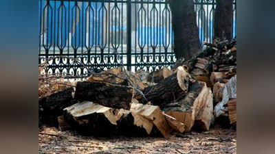 '2020 yilda 136 nafar mansabdor shaxs noqonuniy daraxt kesgani uchun jarimaga tortilgan'ning rasmi