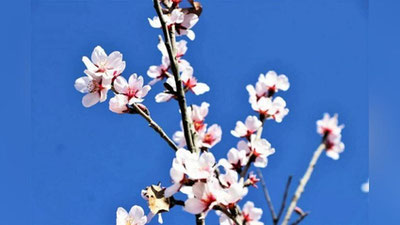 'Surxondaryoda boychechak ochilib, bodom gulladi (foto)'ning rasmi