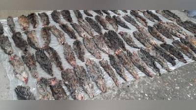 Изрображение 'В автомобиле в Джизаке обнаружены незаконно перевозимые шкурки ондатры'