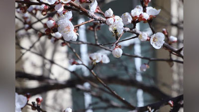 'Bu hafta ob-havo juda issiq bo`ladi – "O`zgidromet"'ning rasmi