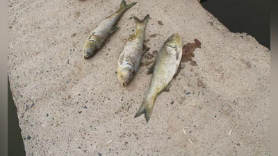 'O`zbekistonda baliqlarni nobud bo`lishiga sabab bo`layotgan kasallikning turi aniqlandi'ning rasmi