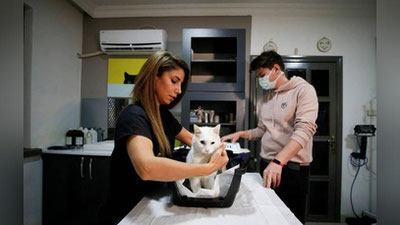 'Niderlandiyalik olimlar mushuklar uchun koronavirusga qarshi vaksinani yaratmoqda'ning rasmi