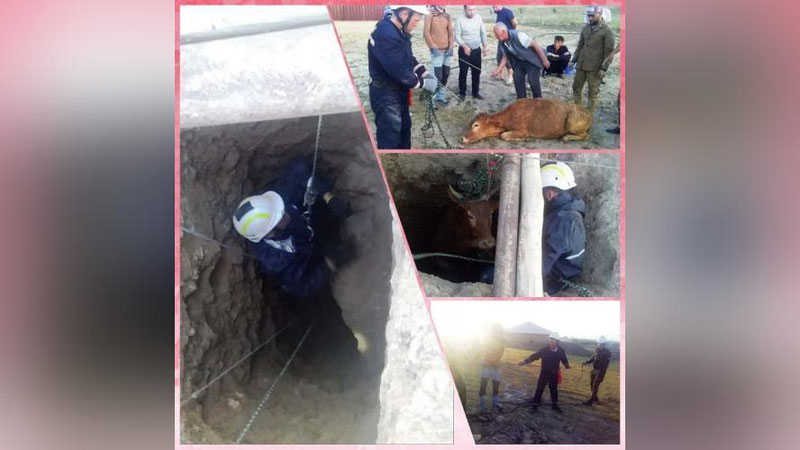 'Jizzaxda sigir hovlidagi 10 metrlik chuqurga tushib ketdi'ning rasmi