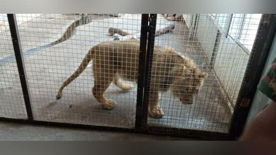 'Farg`onada xonadonda sher boqilayotgani ma`lum bo`ldi (foto)'ning rasmi