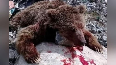 'Rossiyalik ovchi tomonidan otib o`ldirilgan ayiq bo`yicha Ekologiya qo`mitasi munosabat bildirdi'ning rasmi