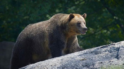 'Rossiyalik ovchiga ikkinchi qo`ng`ir ayiqni ovlash uchun berilgan ruxsatnoma bekor qilindi'ning rasmi