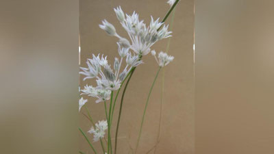 Изрображение 'В Узбекистане нашли неизвестное науке растение'