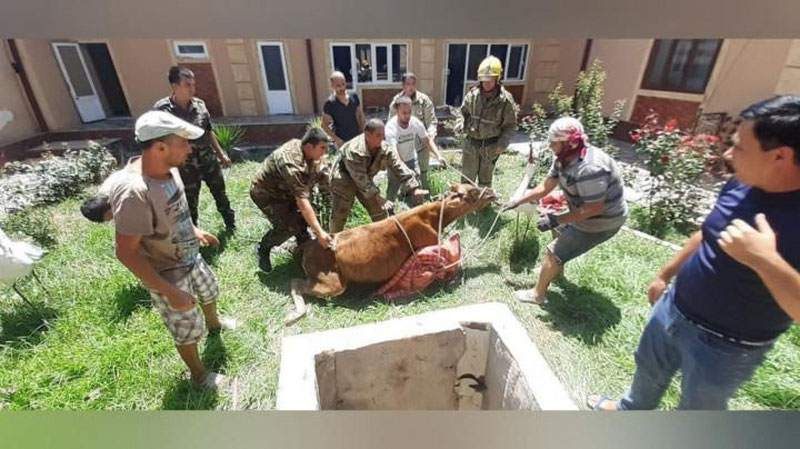 Изрображение 'В Шахрисабзе спасатели вытащили корову из глубокого колодца'
