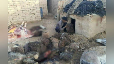 Изрображение 'В Карши осудили мужчину, промышлявшего забоем ослов и продажей их мяса'