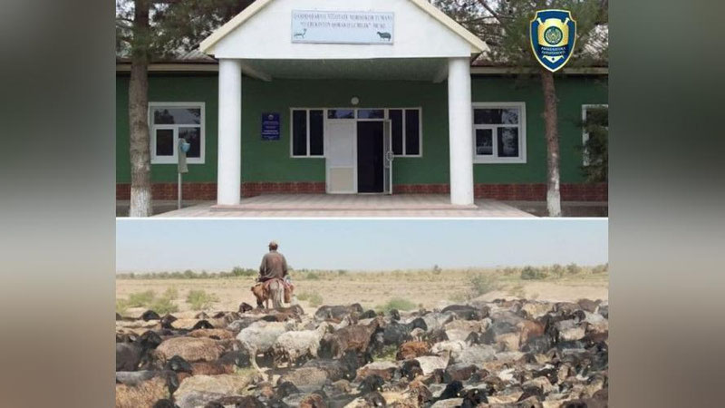 'Қашқадарёда 2 429 бош чорва молларини "еб юборган" собиқ директор фош этилди'ning rasmi